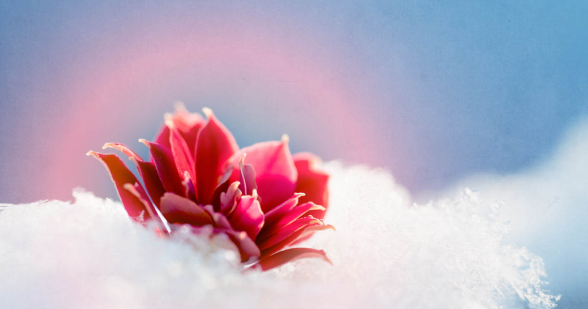 Der unverdrängbare Sommer in den Tiefen des Winters